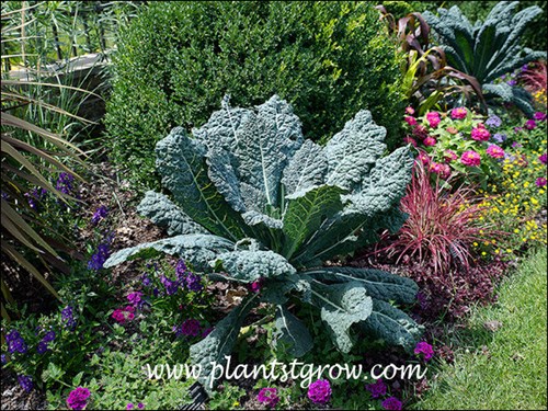 Tosccano in a garden setting